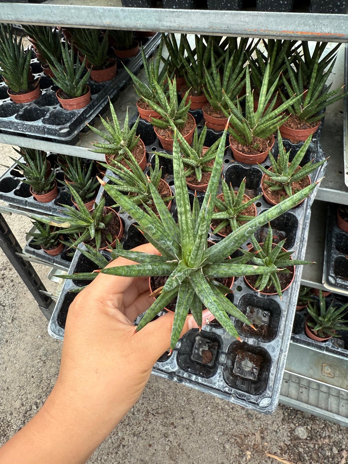 2" Sansevieria Francisii